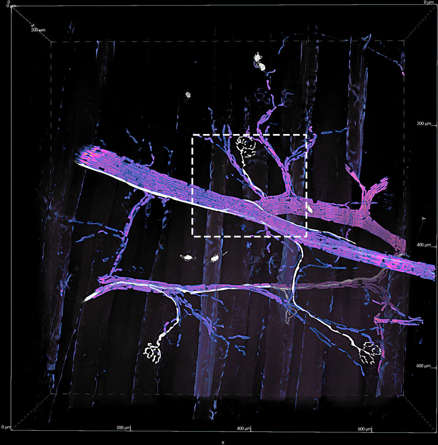 AX / AX R | Confocal Microscopes | Nikon Instruments Products | Nikon ...