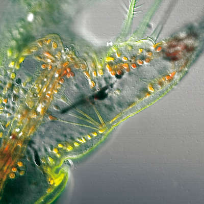 尼康c2  共聚焦显微镜_尼康c2  _技术参数_价格-仪器网