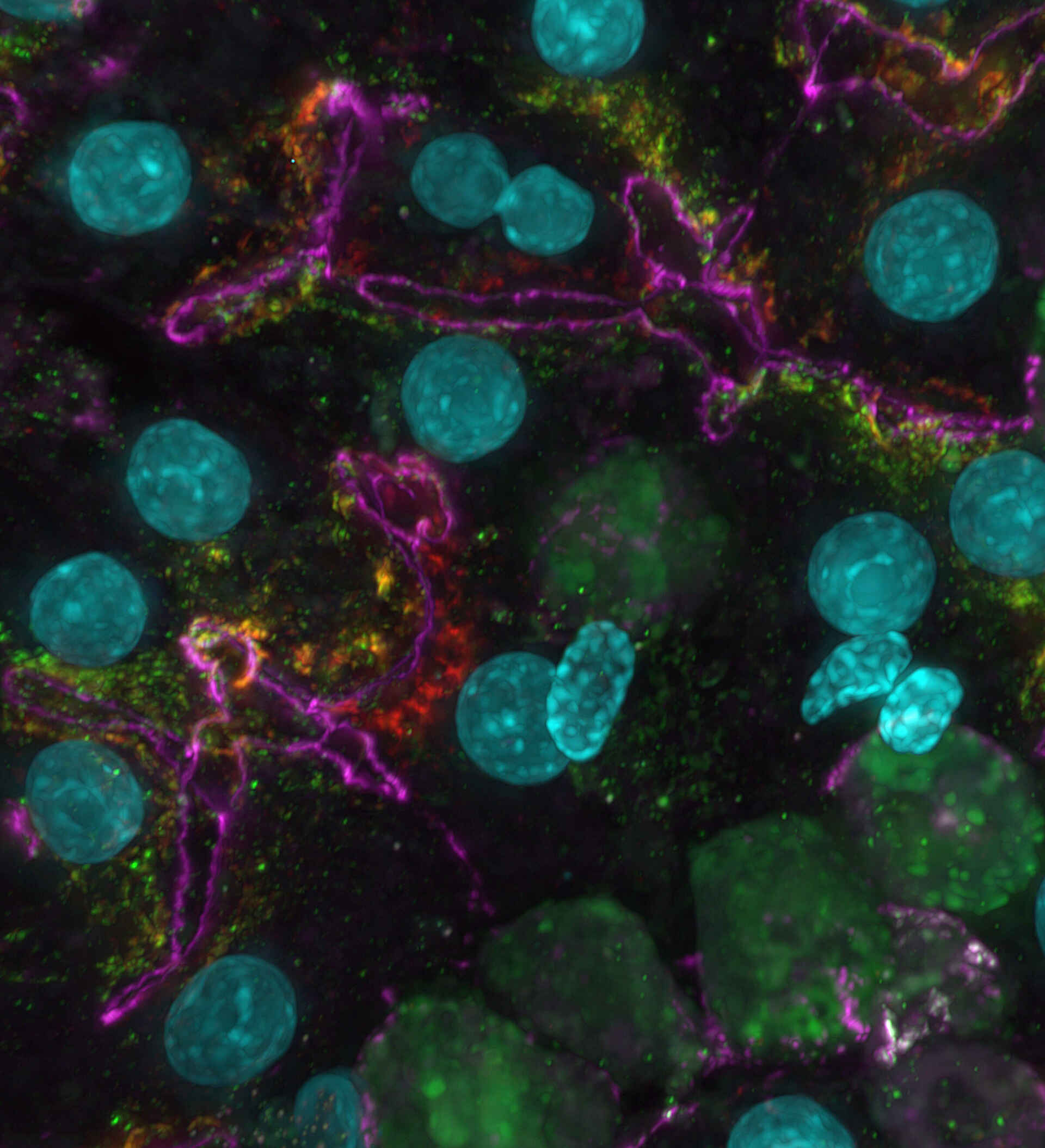 High Throughput Imaging | Life Sciences | Solutions | Nikon Instruments ...