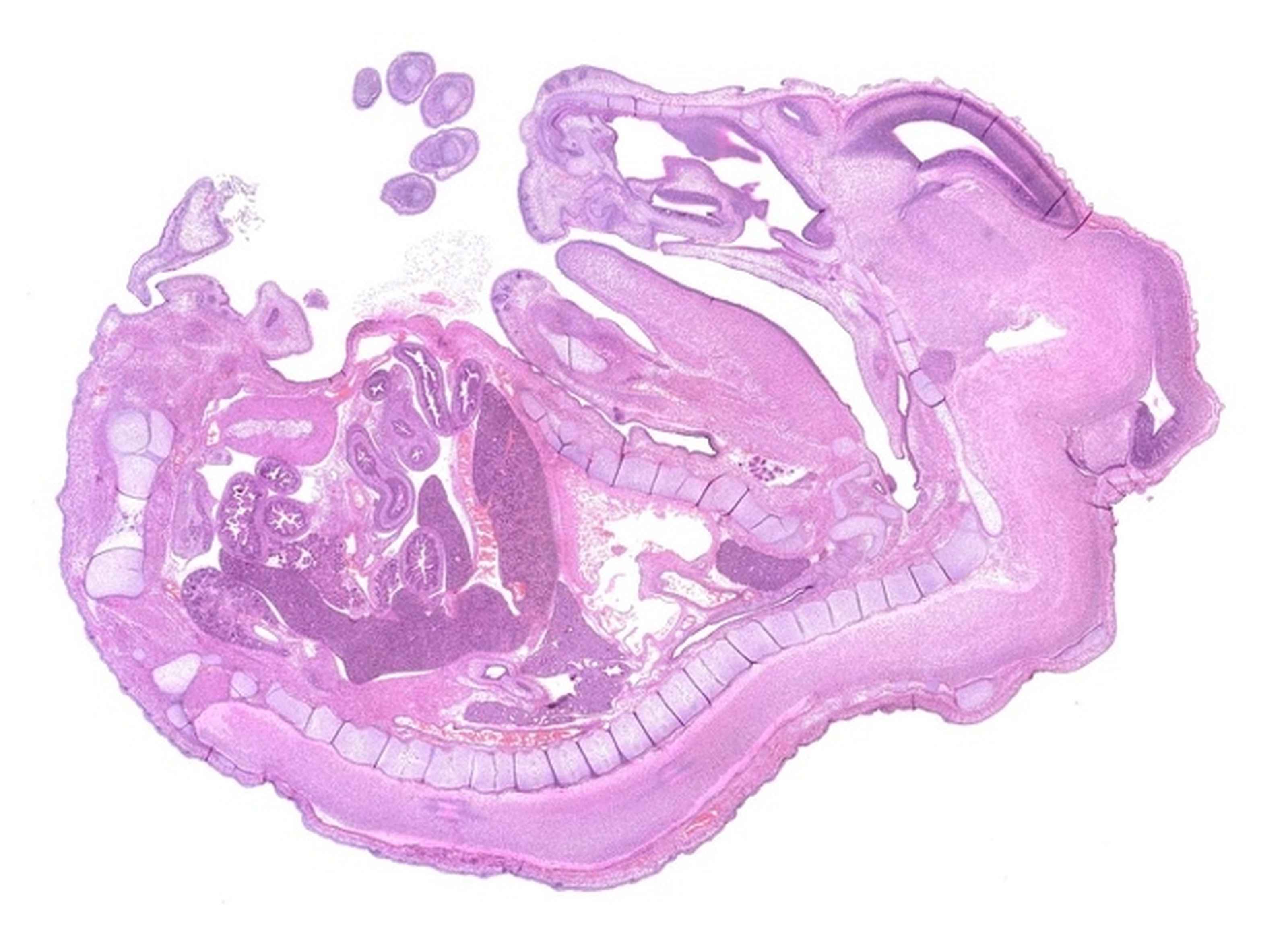 Slide Scanning Clinical Research Solutions Nikon Instruments Inc.